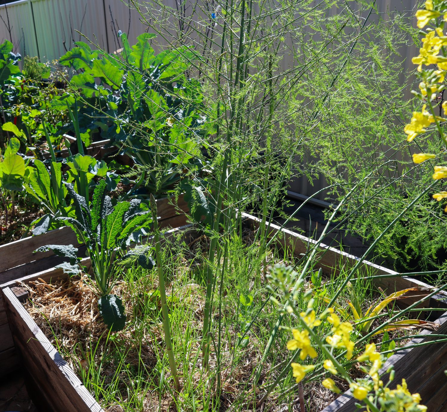how to grow asparagus