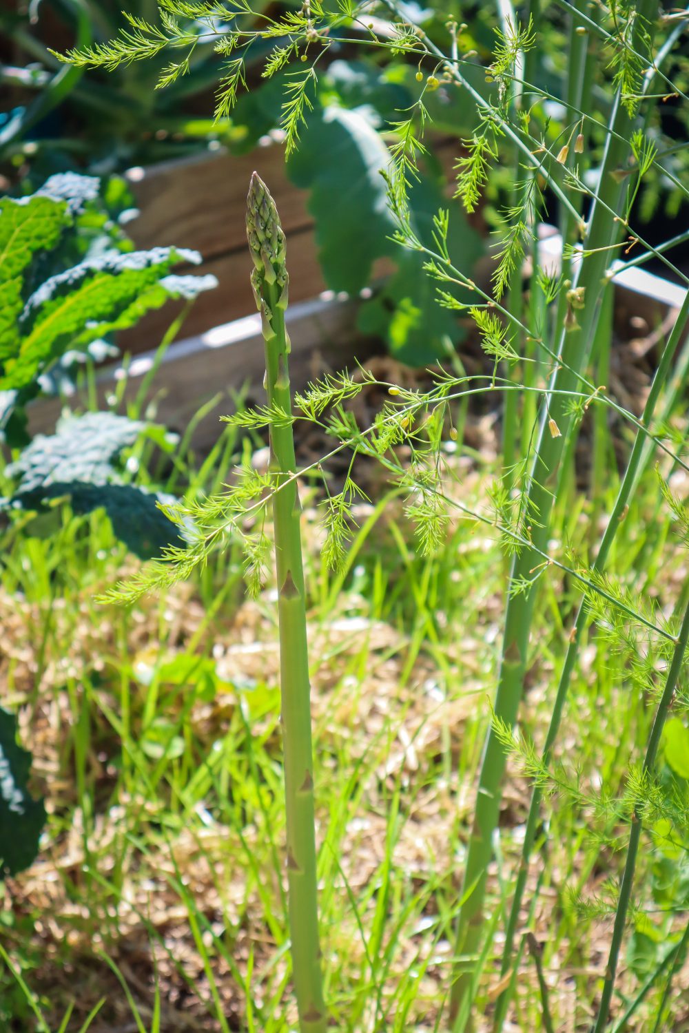 how to grow asparagus