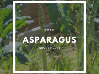 How to Grow Asparagus – The Ultimate Garden-to-Plate Guide