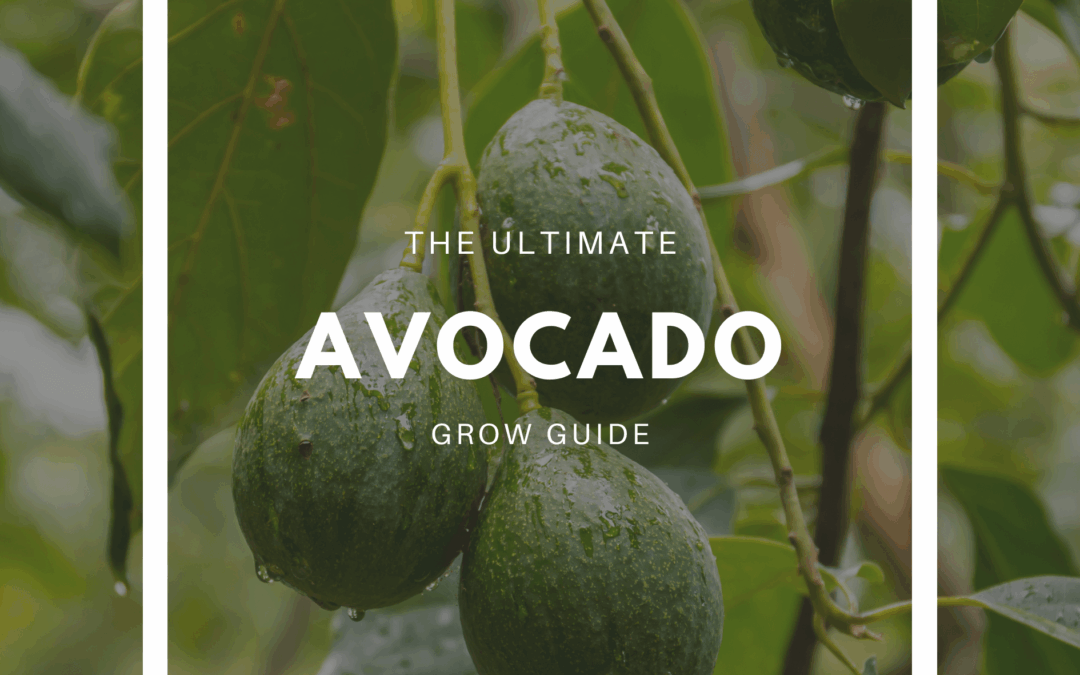 How to Grow Avocado – The Ultimate Garden-to-Plate Guide