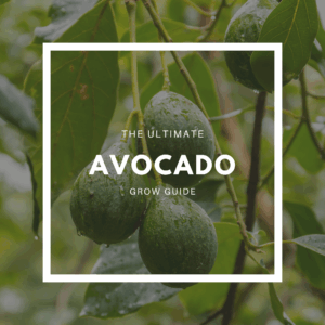 How to Grow Avocado – The Ultimate Garden-to-Plate Guide