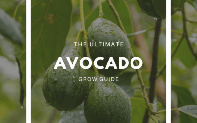 How to Grow Avocado – The Ultimate Garden-to-Plate Guide