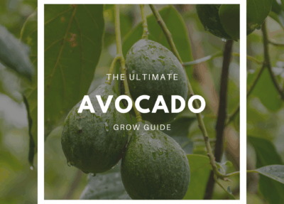 How to Grow Avocado – The Ultimate Garden-to-Plate Guide
