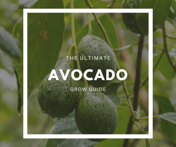 How to Grow Avocado – The Ultimate Garden-to-Plate Guide