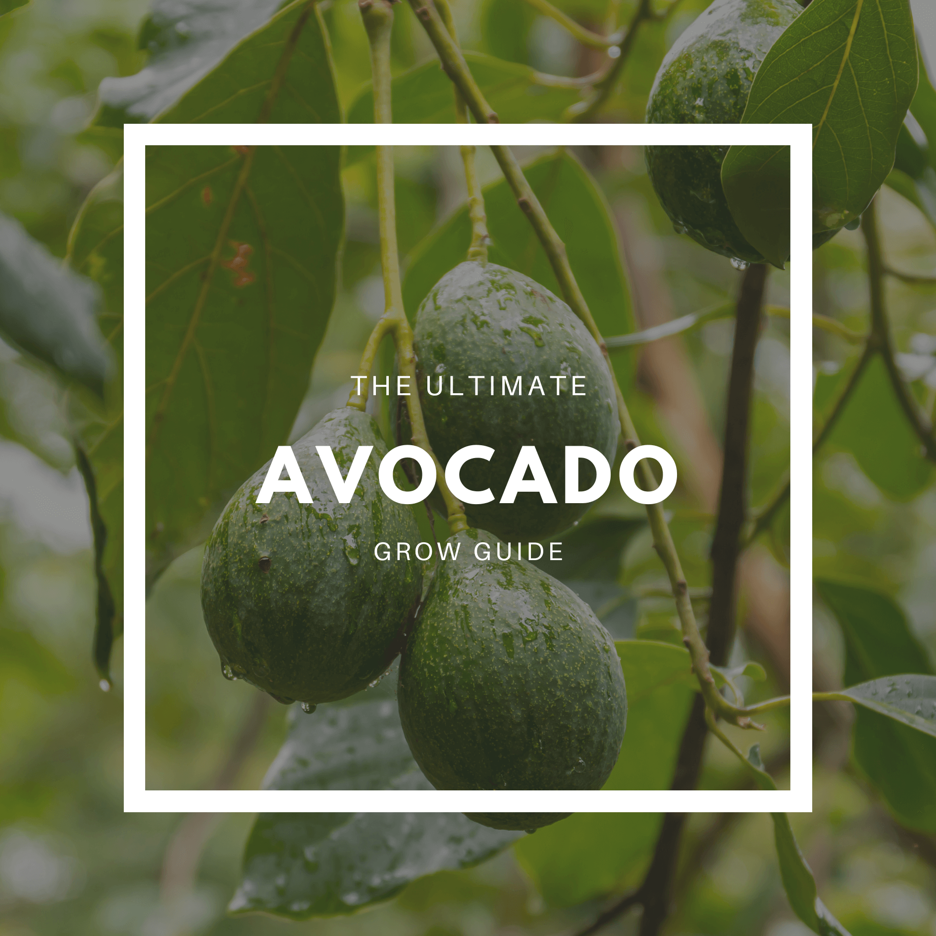 avocado grow guide