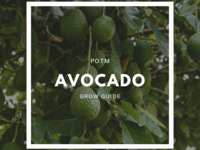 How to Grow Avocado – The Ultimate Garden-to-Plate Guide