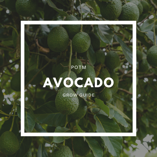 How to Grow Avocado – The Ultimate Garden-to-Plate Guide