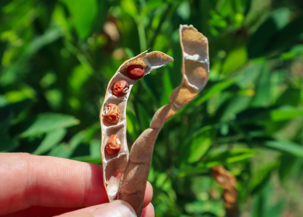 dried pigeon pea pod