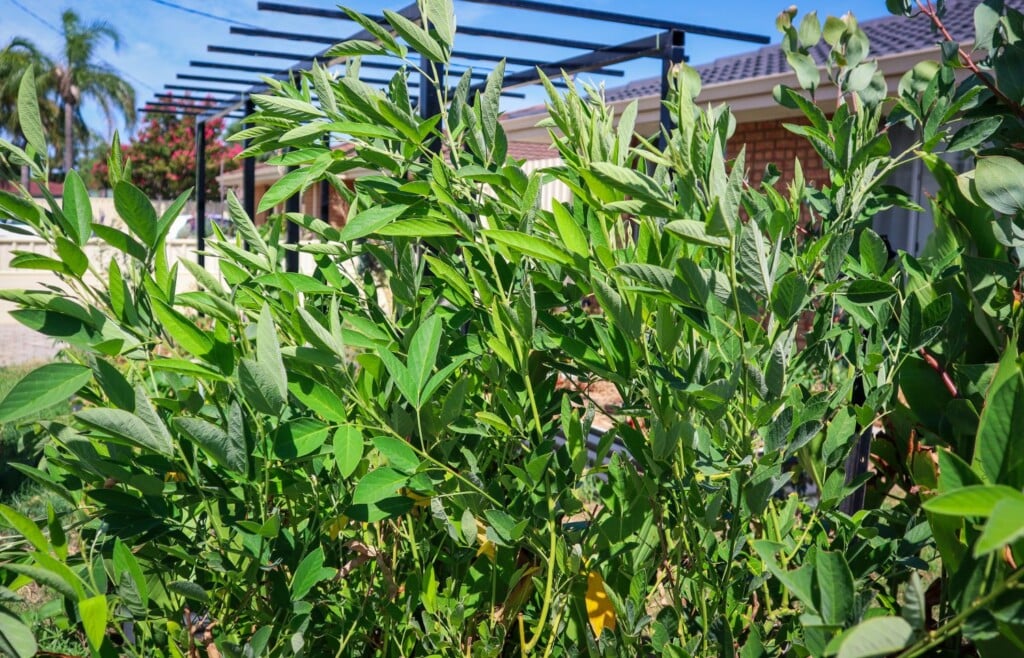 pigeon pea leaves