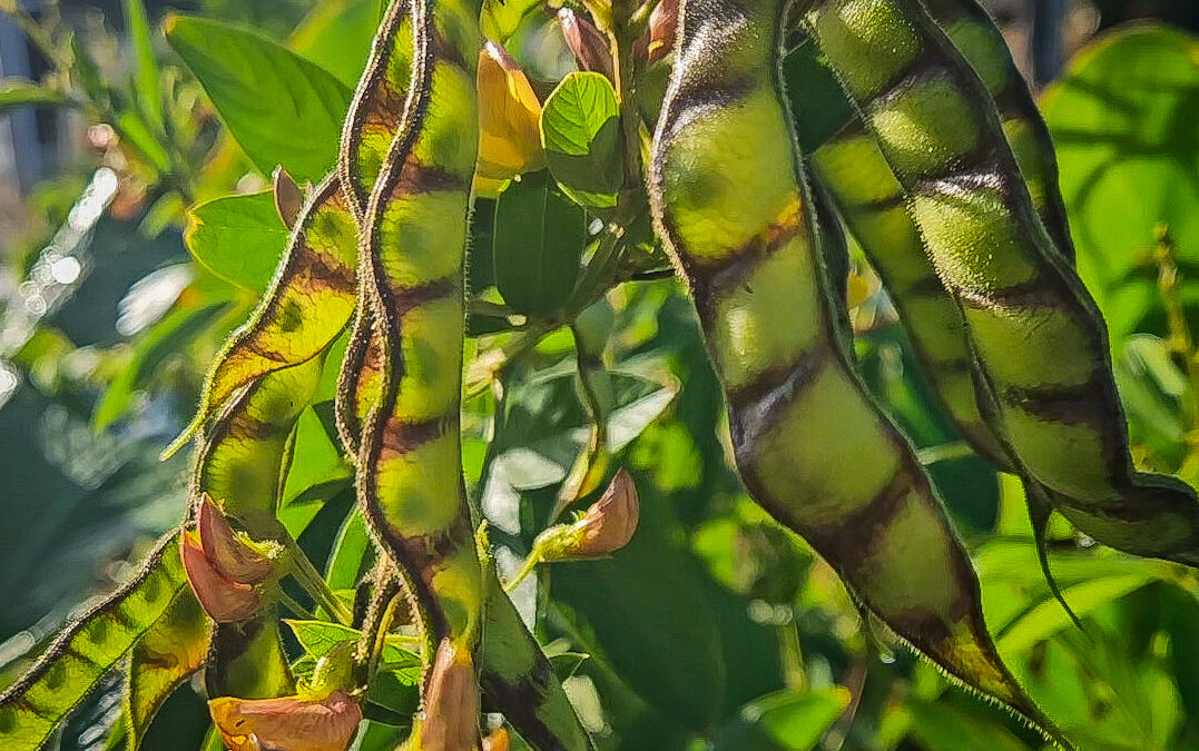 Pigeon Pea : A Versatile Permaculture Powerhouse
