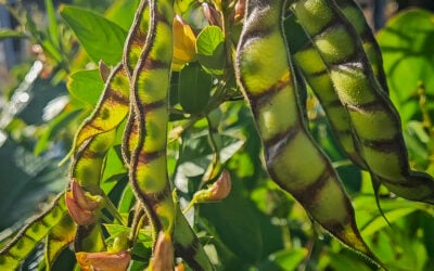 Pigeon Pea: A Versatile Permaculture Powerhouse