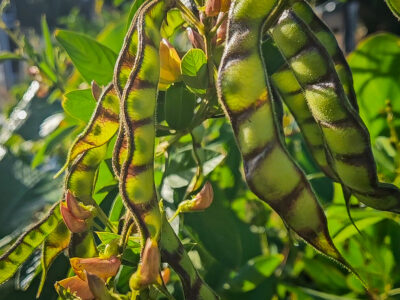 Pigeon Pea : A Versatile Permaculture Powerhouse