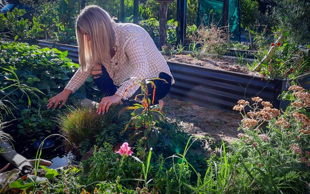 How to Build a Mini Wildlife Pond: 1.5-Year Update & Lessons Learned
