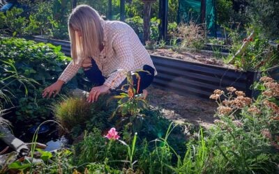How to Build a Mini Wildlife Pond: 1.5-Year Update & Lessons Learned