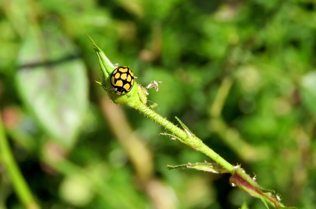 attract ladybugs