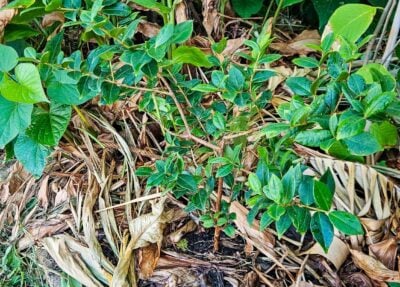 Chop and Drop Mulching: Why the Best Free Fertilizer is already in your Garden!