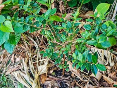 Chop and Drop Mulching: Why the Best Free Fertilizer is already in your Garden!