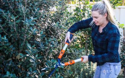 When to Prune Feijoa Trees to Reduce Size and Maximise Fruit Crops