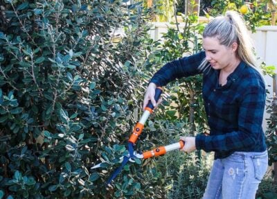 When to Prune Feijoa Trees to Reduce Size and Maximise Fruit Crops