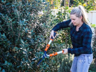 When to Prune Feijoa Trees to Reduce Size and Maximise Fruit Crops