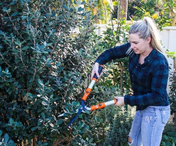 When to Prune Feijoa Trees to Reduce Size and Maximise Fruit Crops