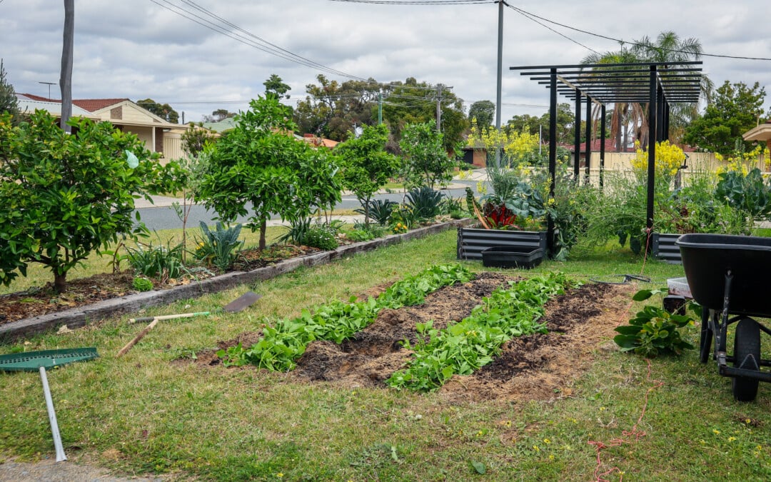 Chop and Drop Mulching: Why the Best Free Fertilizer is already in your Garden!