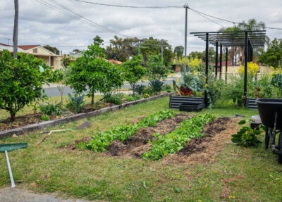 Chop and Drop Mulching: Why the Best Free Fertilizer is already in your Garden!
