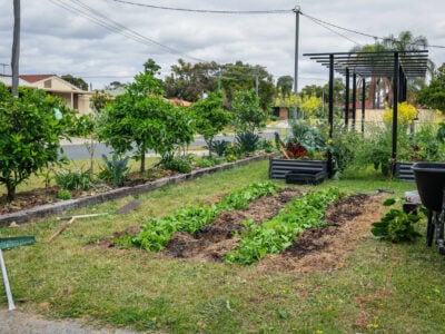 Chop and Drop Mulching: Why the Best Free Fertilizer is already in your Garden!