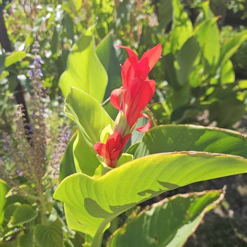 canna edulis flower