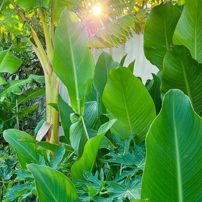 Edible Canna