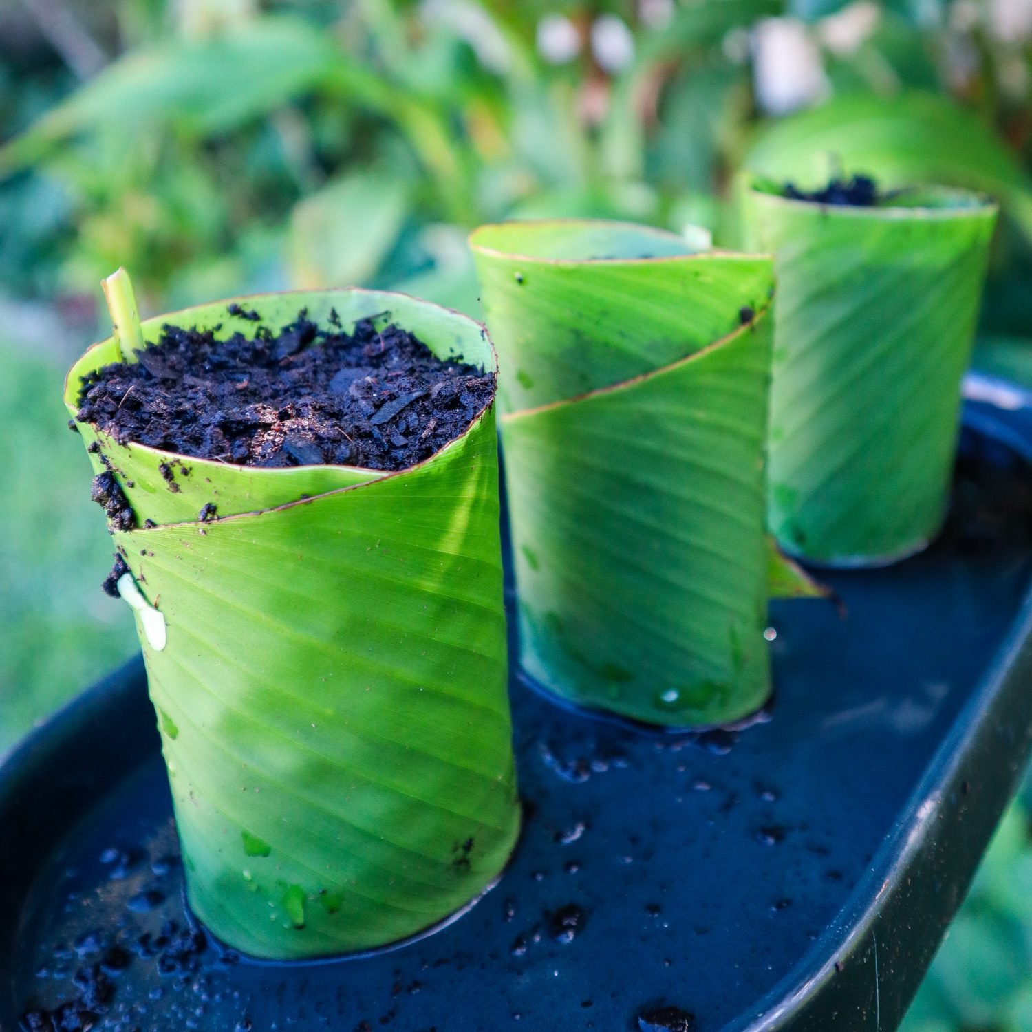 edible canna eco pots