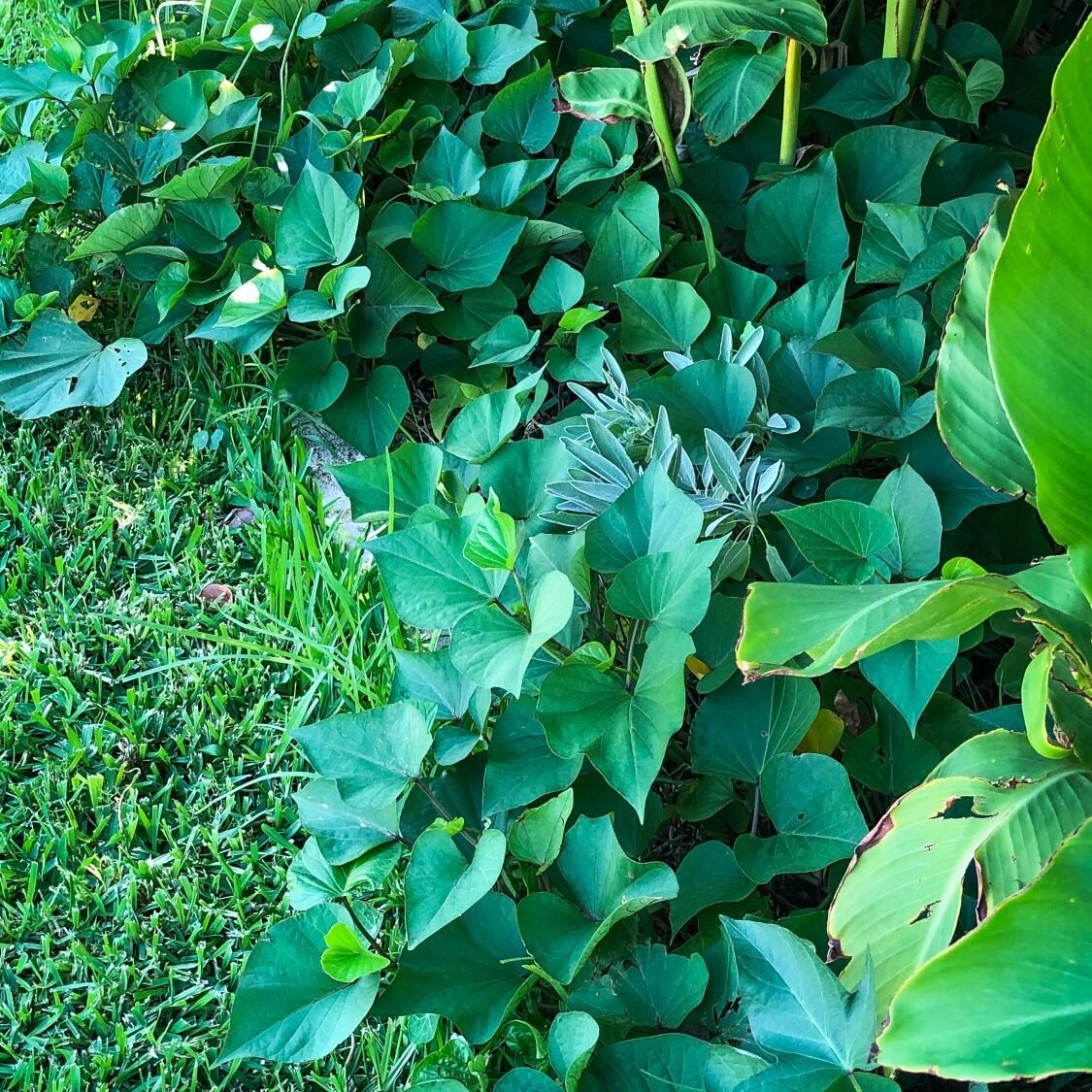 sweet potato leaves