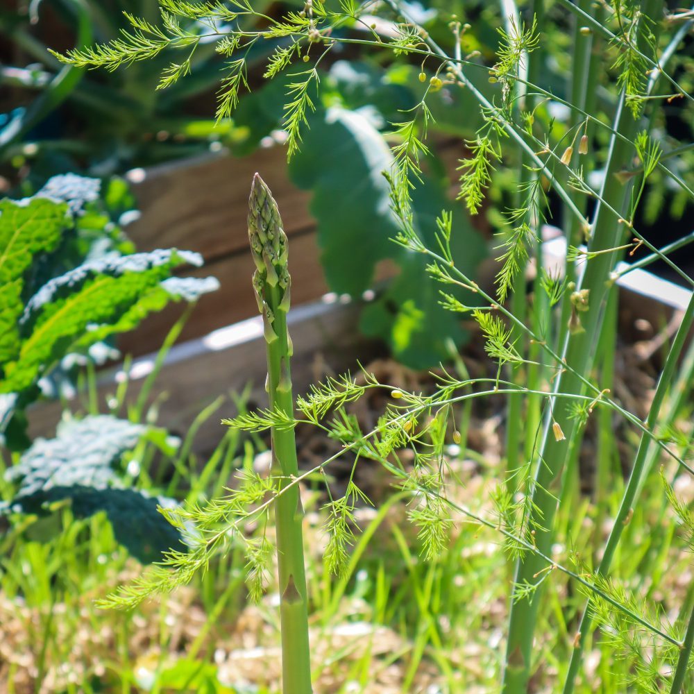 how to grow asparagus