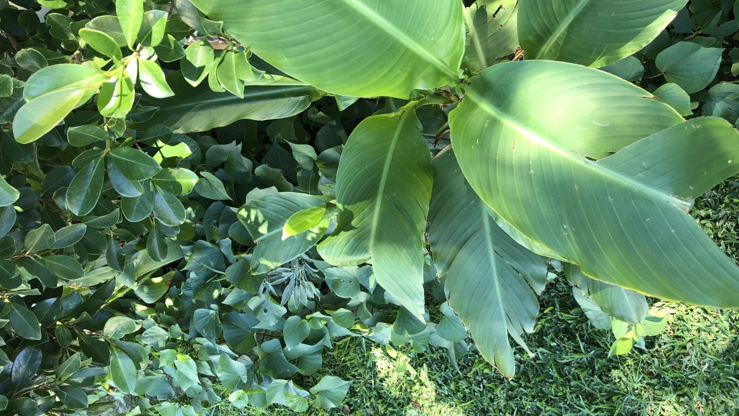 queenland arrowroot