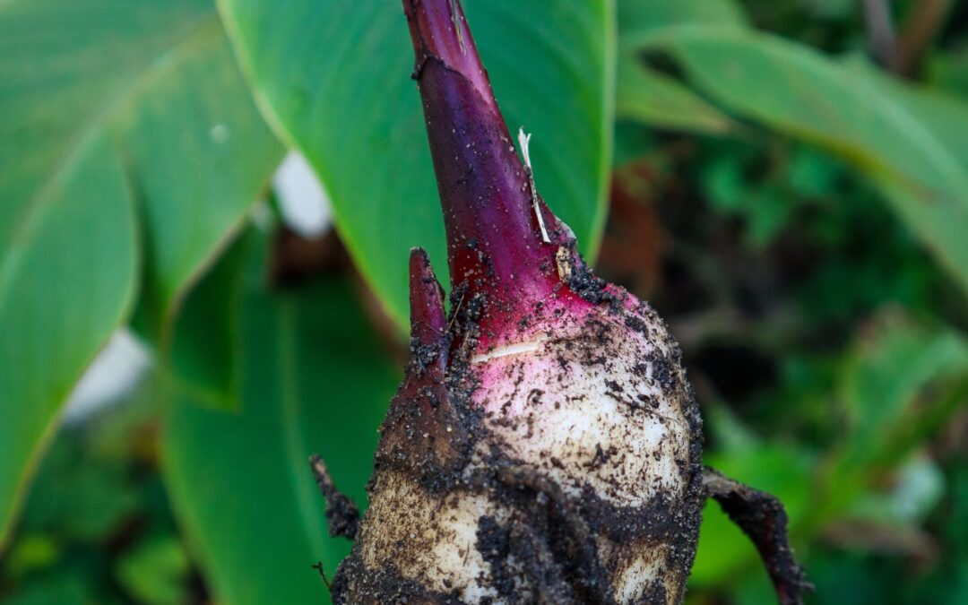 Edible Canna: A Sustainable and Productive Permaculture Plant