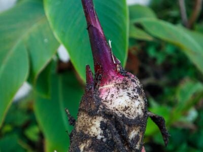 Edible Canna: A Sustainable and Productive Permaculture Plant