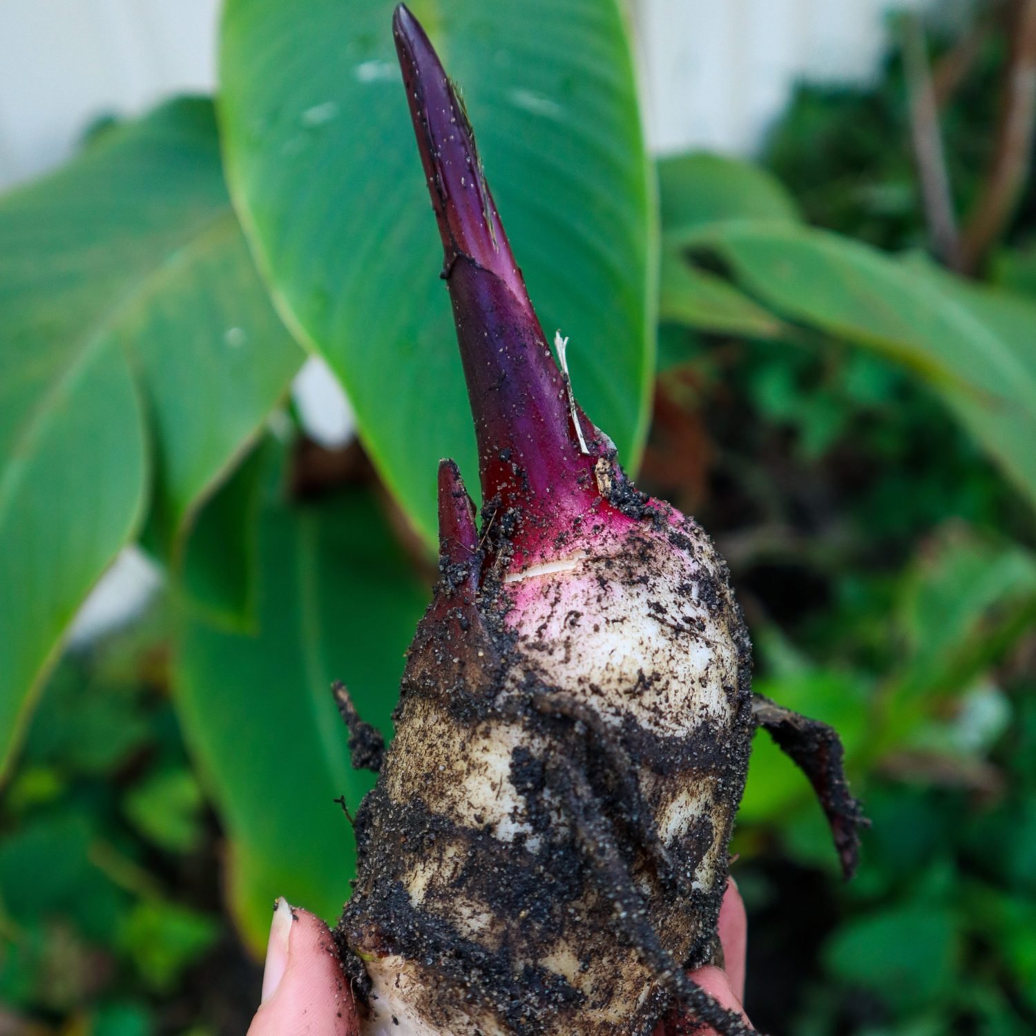 queenland arrowroot