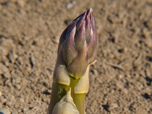asparagus