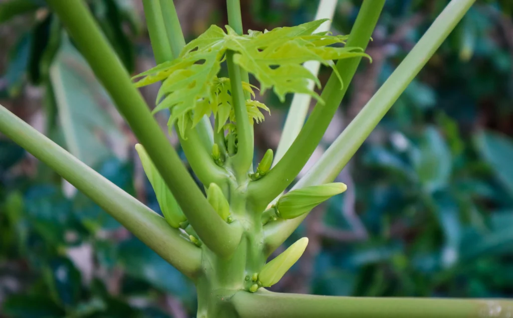 female papaya seedling