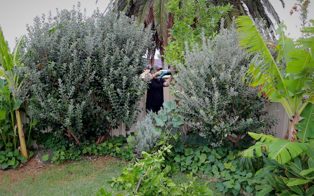 Removing a Citrus Tree: Why I Cut Down My Most Productive Lemon Tree