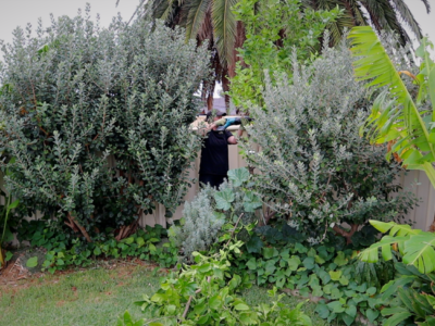 Removing a Citrus Tree: Why I Cut Down My Most Productive Lemon Tree