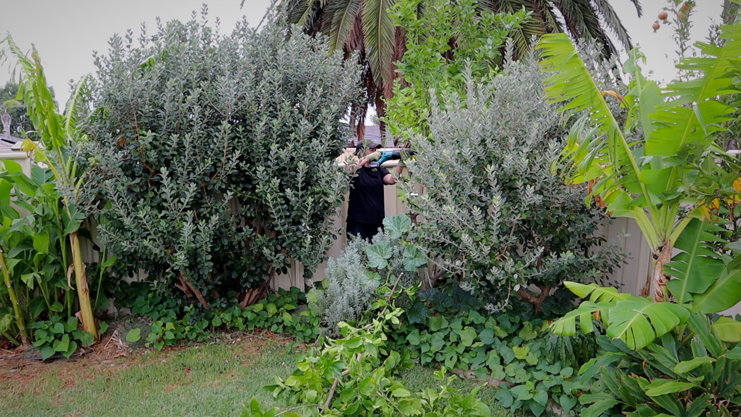 removing a citrus tree