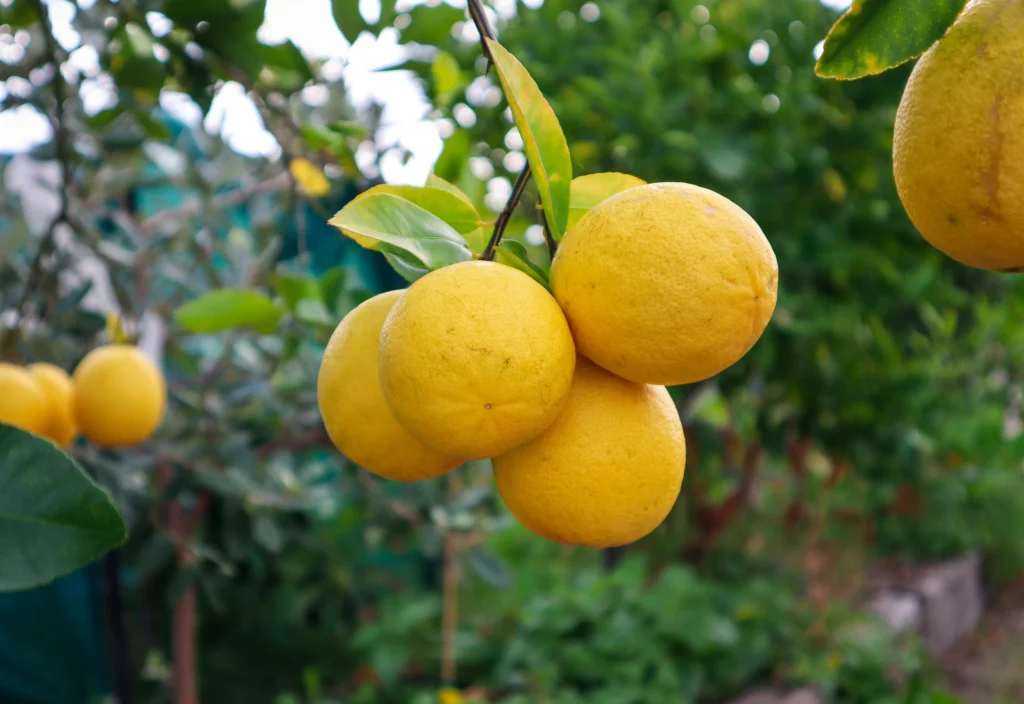 lemonade tree