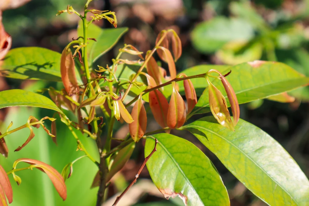 lychee growth