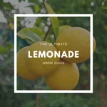 lemonade tree