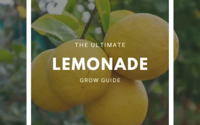 How to Grow a Lemonade Tree – The Ultimate Garden-to-Plate Guide