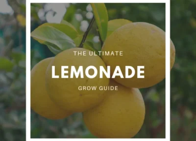 How to Grow a Lemonade Tree – The Ultimate Garden-to-Plate Guide