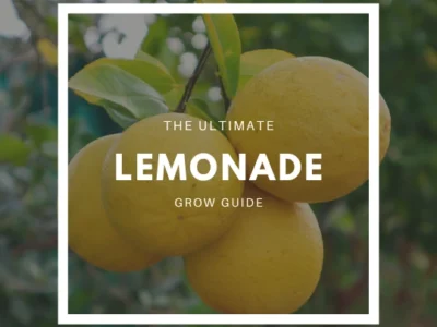How to Grow a Lemonade Tree – The Ultimate Garden-to-Plate Guide