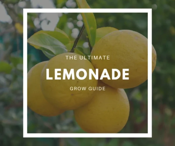How to Grow a Lemonade Tree – The Ultimate Garden-to-Plate Guide