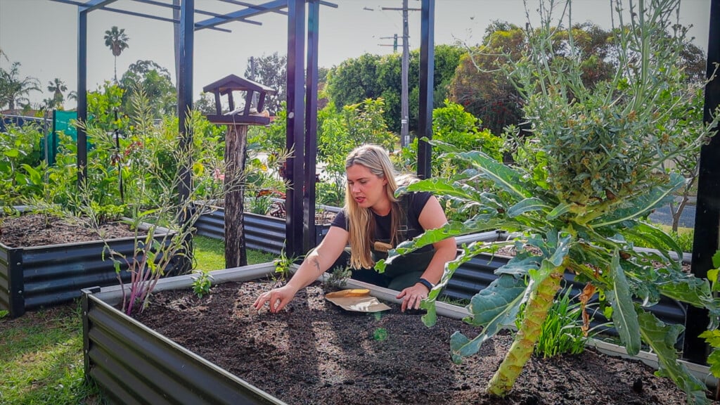 raised garden beds